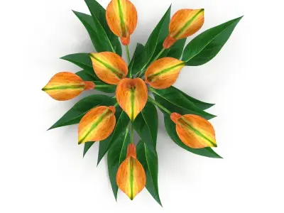 Calla Lily orange 3D model