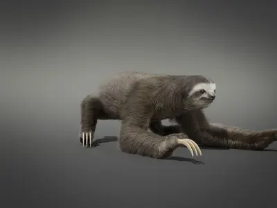 Three-Toed Sloth Animated 3D model