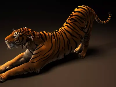 Tiger rig model with muscle simulation and xgen grooming Low-poly 3D model