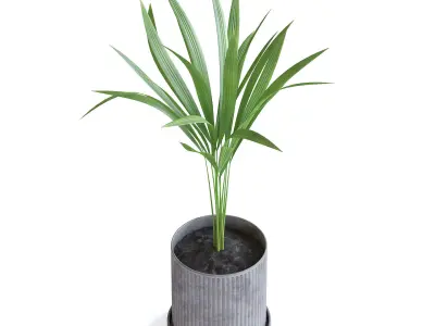 Areca Palm 3D model