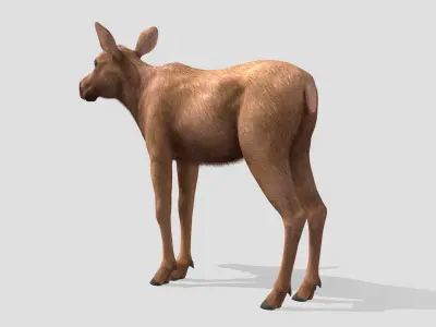 Moose - Calf Low-poly 3D model