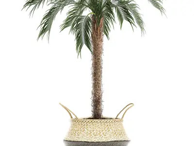Decorative Phoenix roebelenii palm in a basket 618 3D model