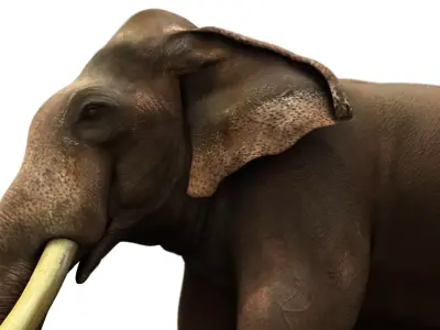 asian elephant 3d rig model 3D model