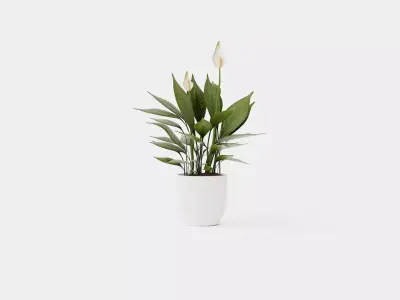 Spathiphyllum Torelli Low-poly 3D model