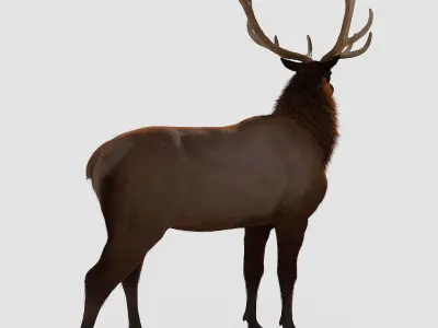 Realistic elk with antlers 3D model