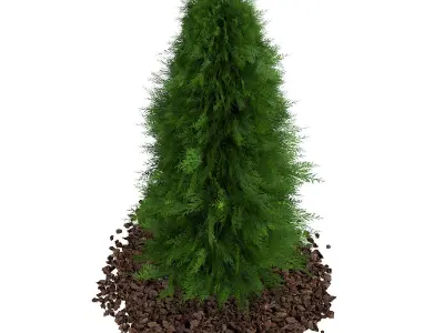Thuja Thuja koraiensis 3D model