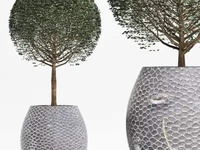 Plants Collection 149 Ligustrum Lucidum 3D model