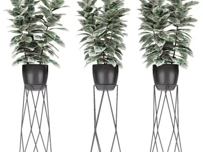 Plant in Pot Flowerpot Exotic Plant 3D model 10