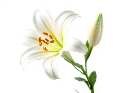 Majestic White Lily Floral Sculpture model pack Low-poly 3D model