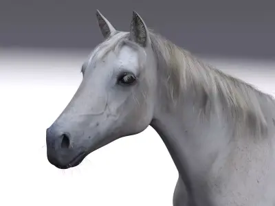 Horse - 3D model