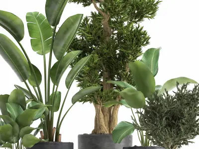 Houseplants in a flowerpot for the interior 965 3D model