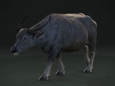 Asian buffalo - Water buffalo Animated 3D model