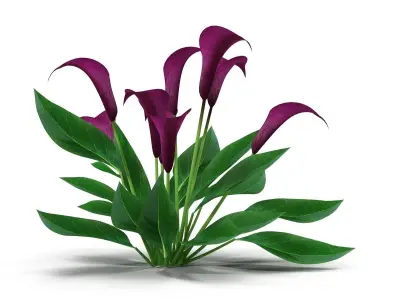 Calla Lily Burgundy 3D model