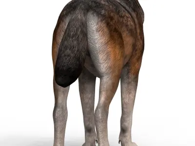 Realistic Wolf 3D model