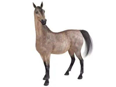 Horse Collection 03 3D model