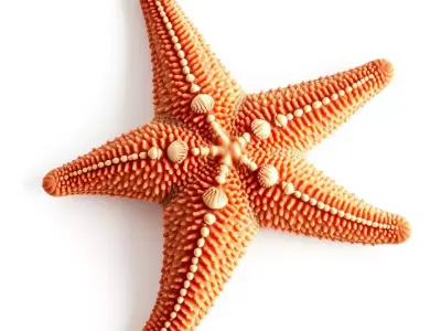 Orange Starfish Marine model pack Low-poly 3D model