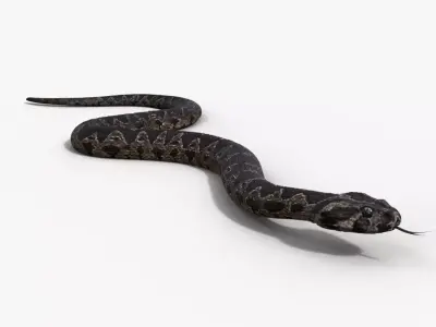 Palestine viper Animated VFX Grace 3D model