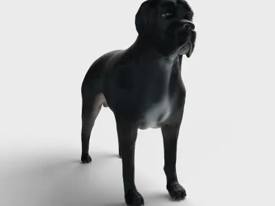 Cane Corso Dog 3D model