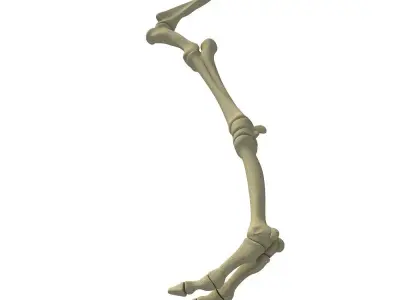 Camel Animal Humerus Arm  3D model