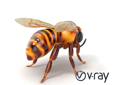 Authentic Honey Bee Detailed 3D Model Pack Low-poly 3D model
