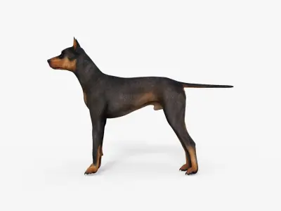 Doberman 3D Dog Rigged 3D model