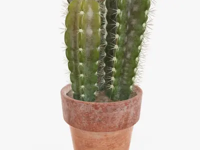 Cactus in planter pot 02 3D model