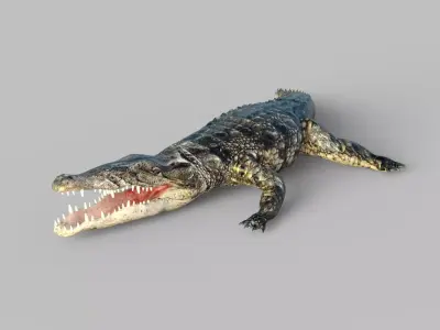 Animated Rigged  Crocodile  Low-poly 3D model
