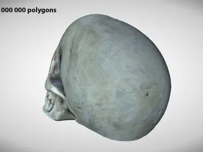 Skull Photoscanned Game Ready Free low-poly 3D model
