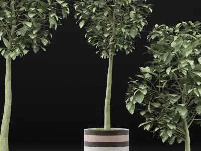 Plants Collection 120 3D model