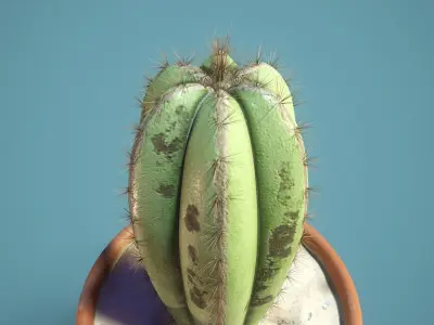 Potted Cactus 3D model