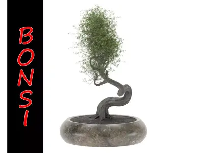 BONSAI tree 3D model