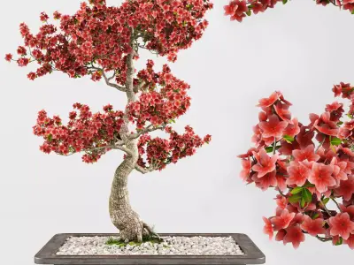 Sakura Bonsai tree 02 3D model