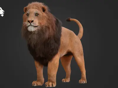 MALE LION 3D model