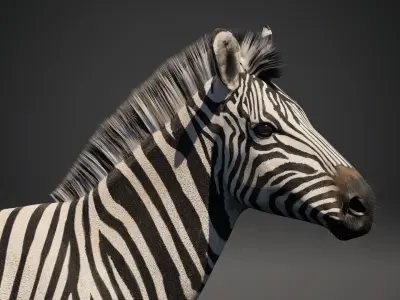 Zebra Rigged 3D model