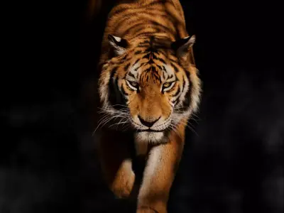 Siberian Tiger Rigged VFX Grace 3D model