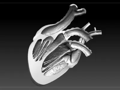 Heart Sliced STL 3D print model