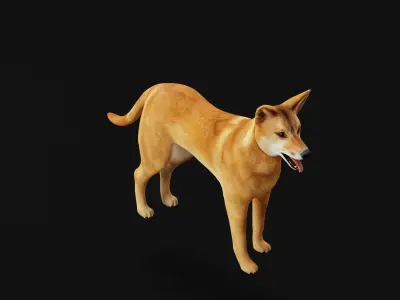 Dingo Dog Low-poly 3D model