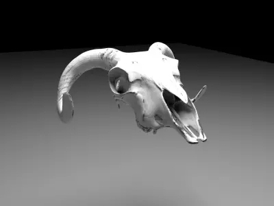 Ram Skull 3D model with six texture maps 3D model