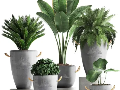 Collection Exotic plants 381 3D model