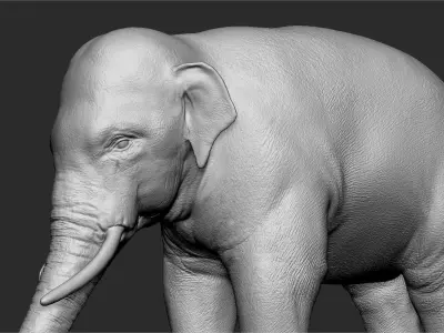 Asian Elephant Sculpt 3D model