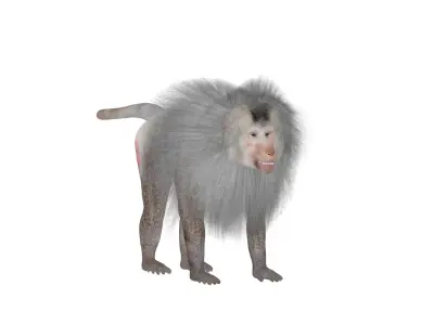 Hamadryas Baboon Monkey Low-poly 3D model