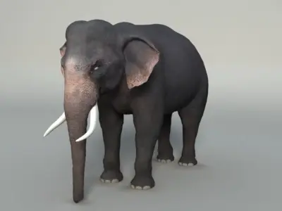 Elephant with tusks 3D model