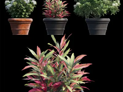 Hydrangea in planters set 08  3D model