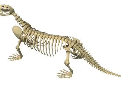 Komodo Dragon Skeleton 3D model