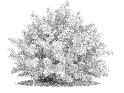 Small Boxwood Plant Buxus sempervirens 3D model