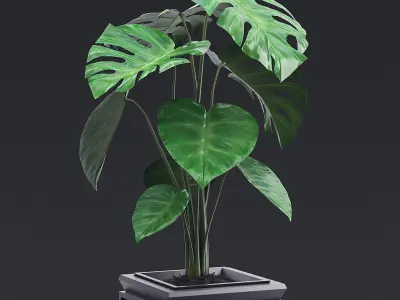 Cheese Plant III 3D model