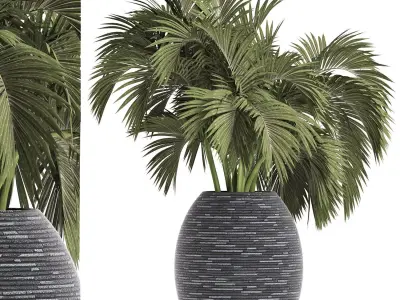 Plants Collection 188 Palm 3D model
