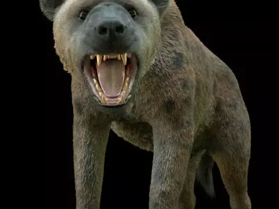 Realistic Spotted Hyena Hyena Rig with Animation Low-poly 3D model