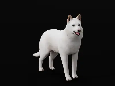 White Swiss Shepherd Dog Low-poly 3D model