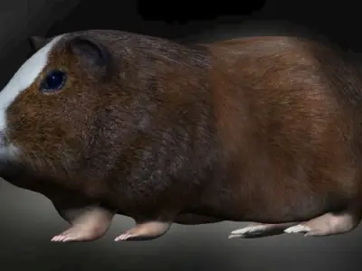 Guinea Pig Hamster Low-poly 3D model